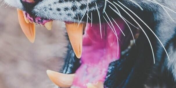 SraStubborn's profile banner image