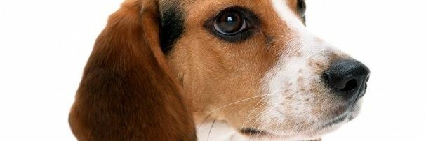 JayBeagle83's profile banner image