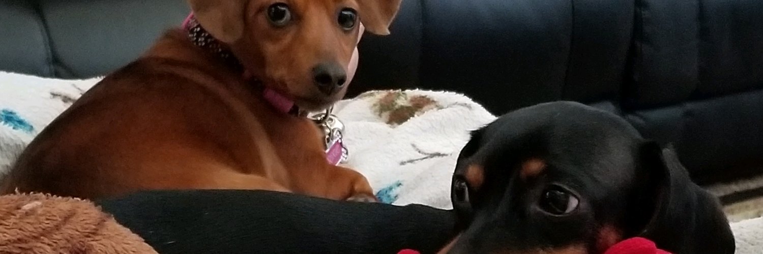 DoxieChic's profile banner image