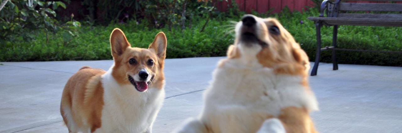 Corgidan 🔌🐰 🌠🎀 🐟 banner