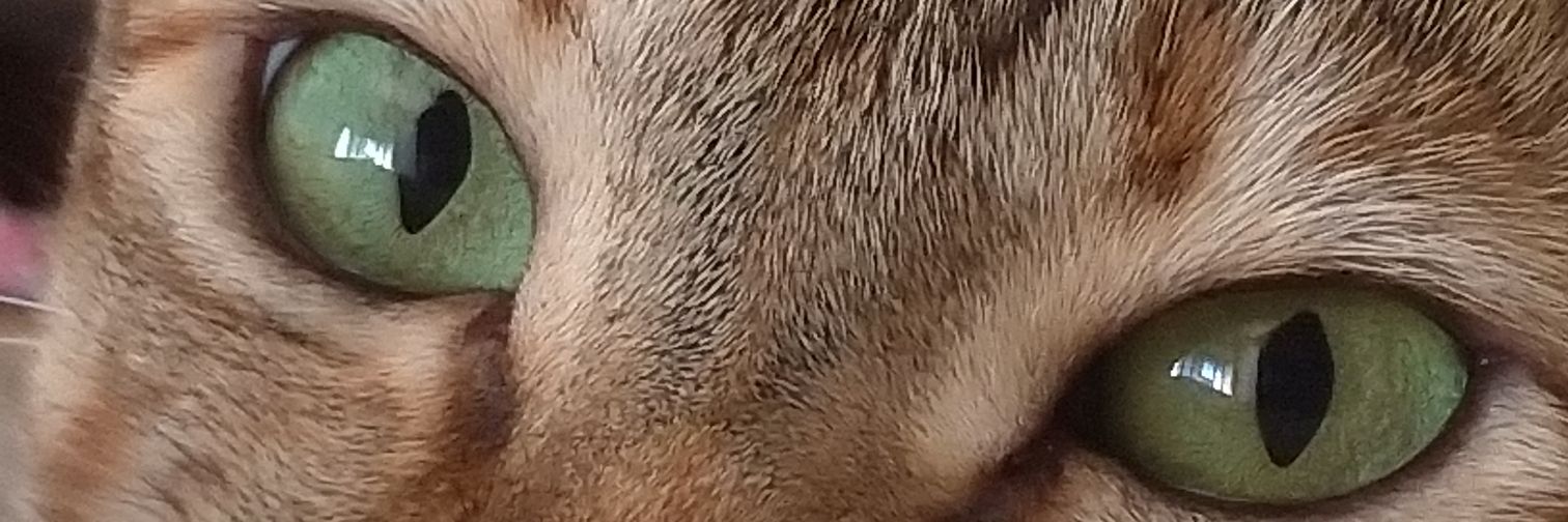 FiuzaMonica's profile banner image