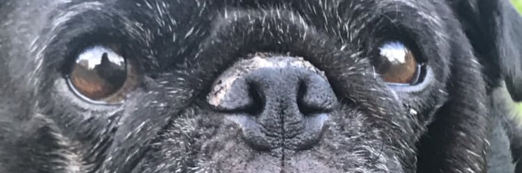 SuziD1115's profile banner image