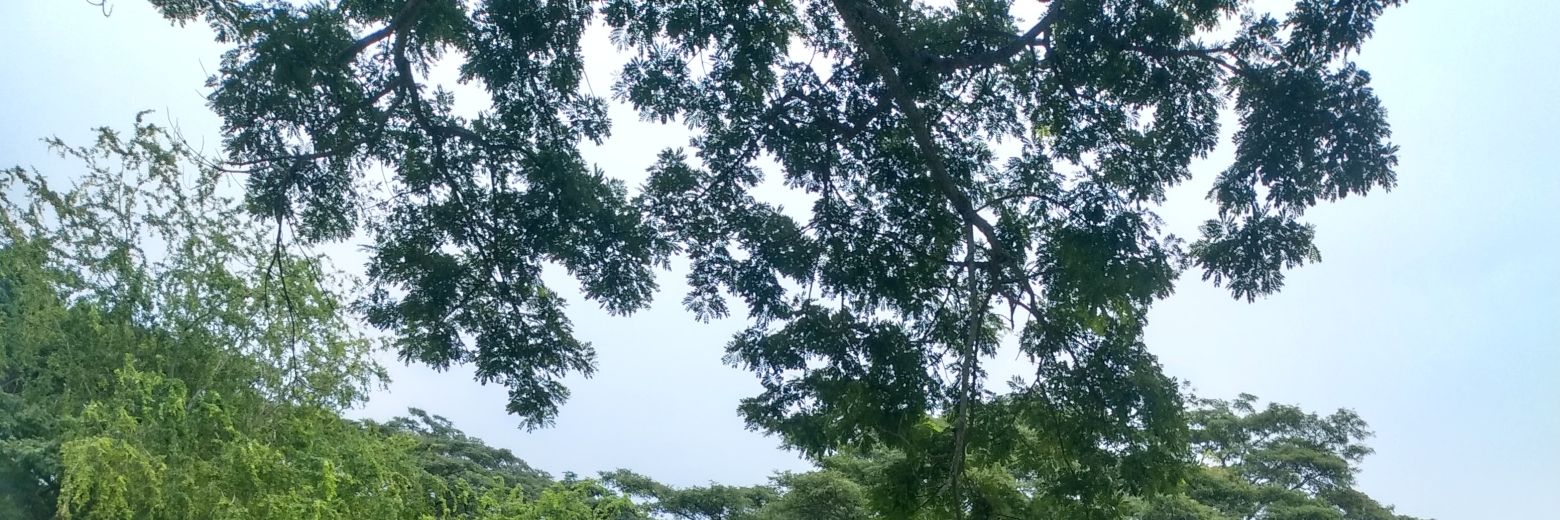 enoniaza's profile banner image