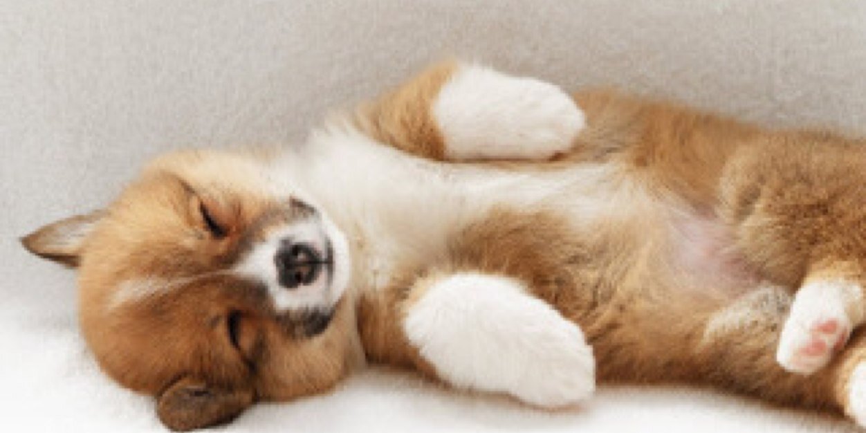 Corgi_com's profile banner image