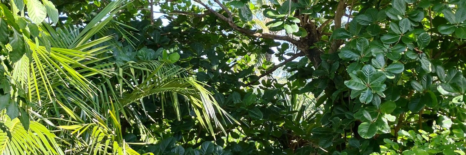 Negolusobral's profile banner image