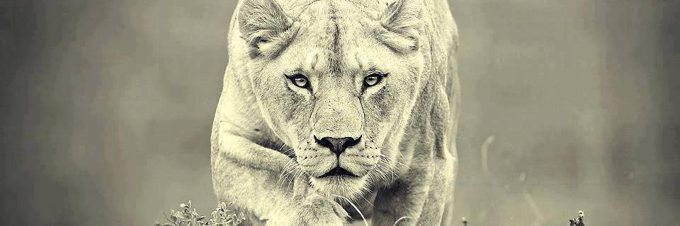 FifuRdgz's profile banner image