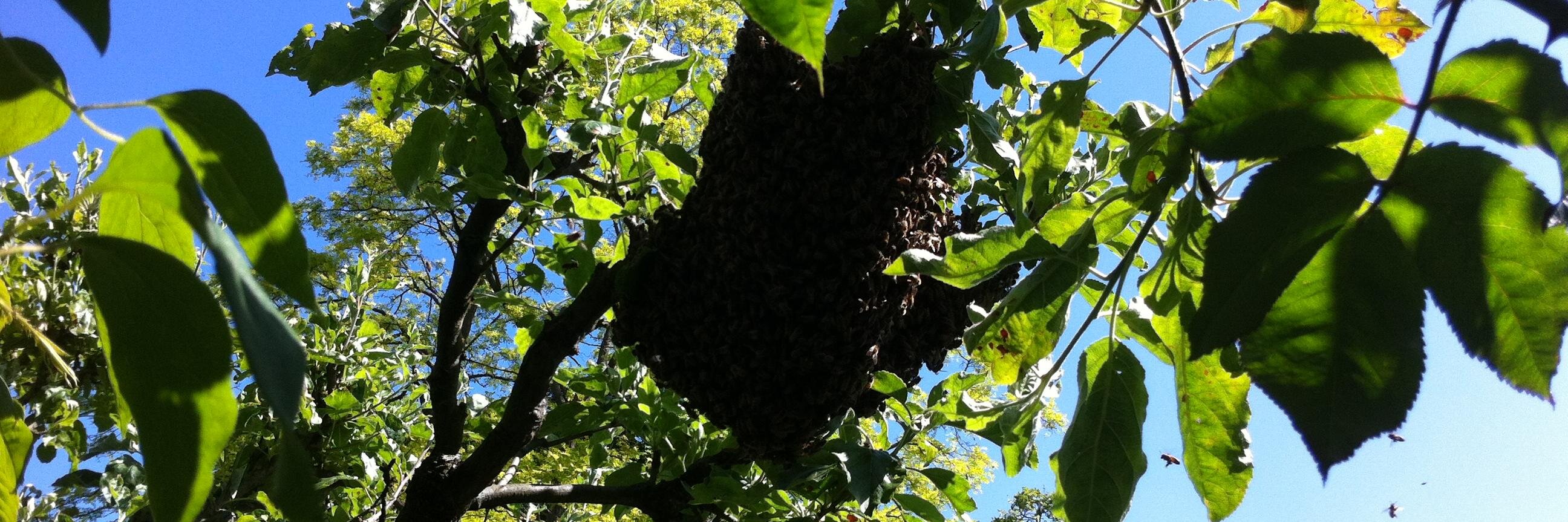 Kate Griffiths-Lambeth banner