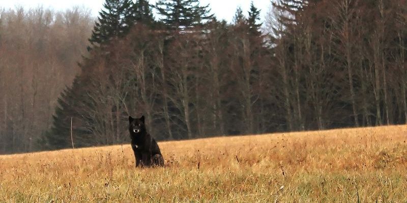 SarrowfulFox's profile banner image