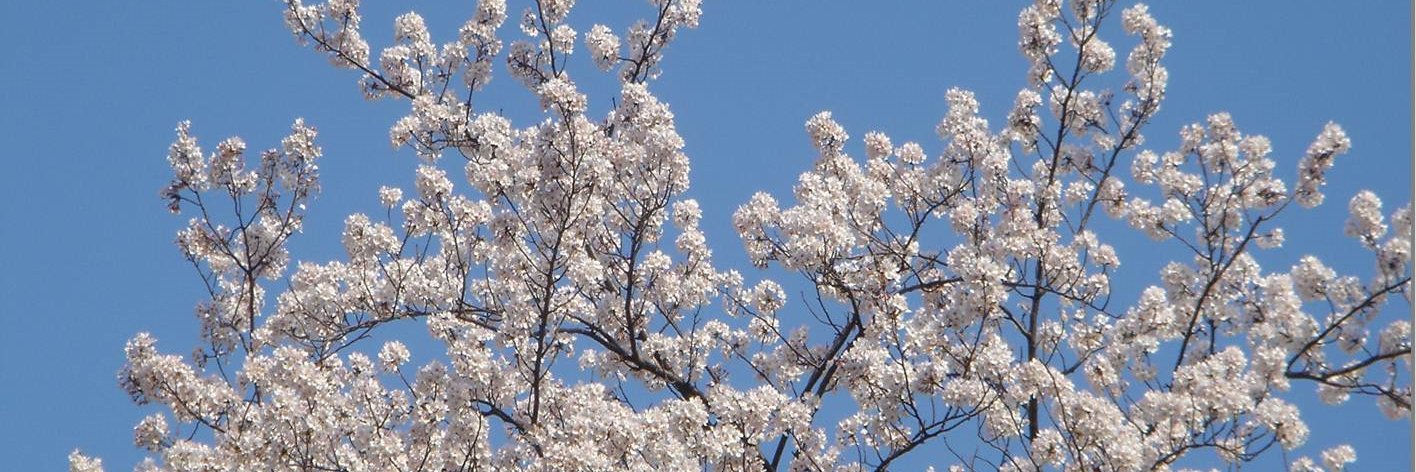 Simon Batters banner