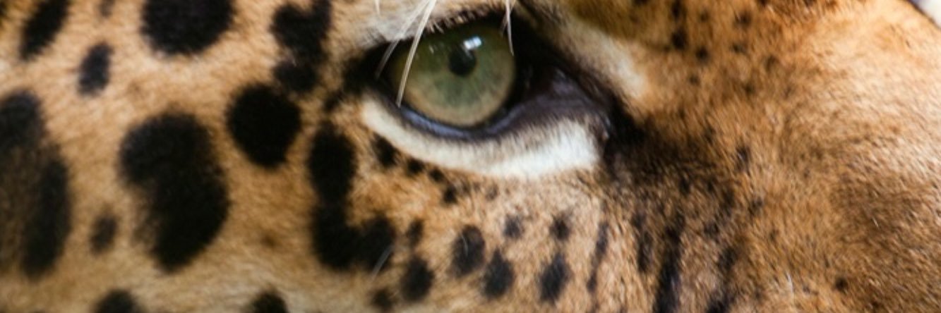 CoachMattMock's profile banner image