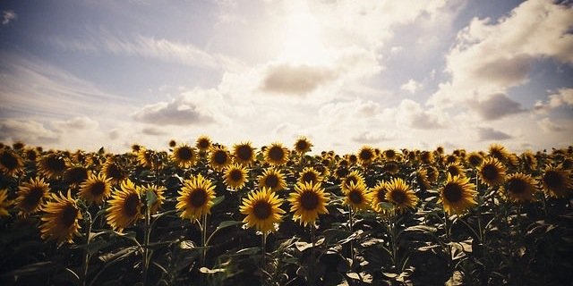 idekgoehring's profile banner image