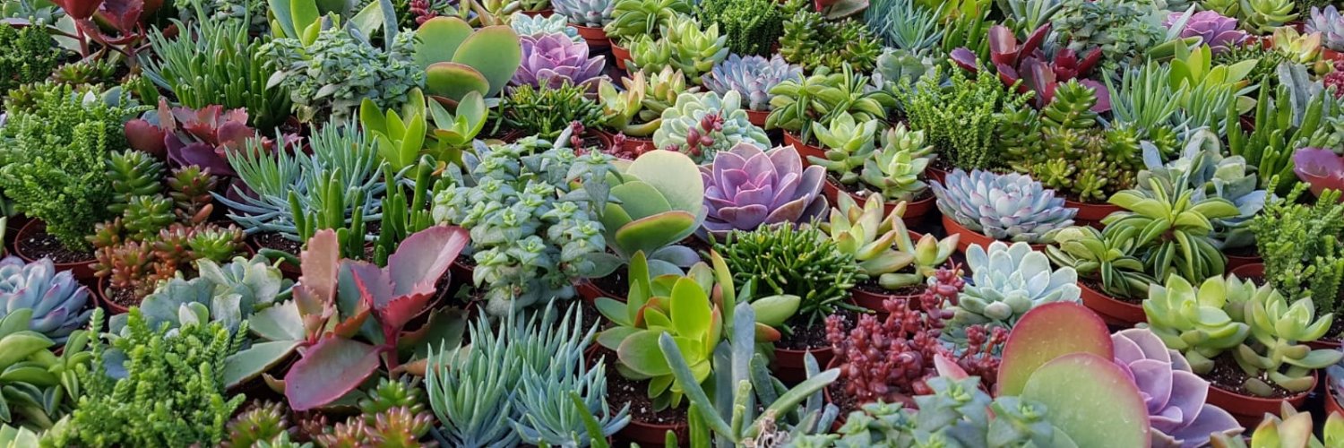 LockSucculents's profile banner image