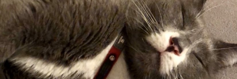 maegenmorris's profile banner image