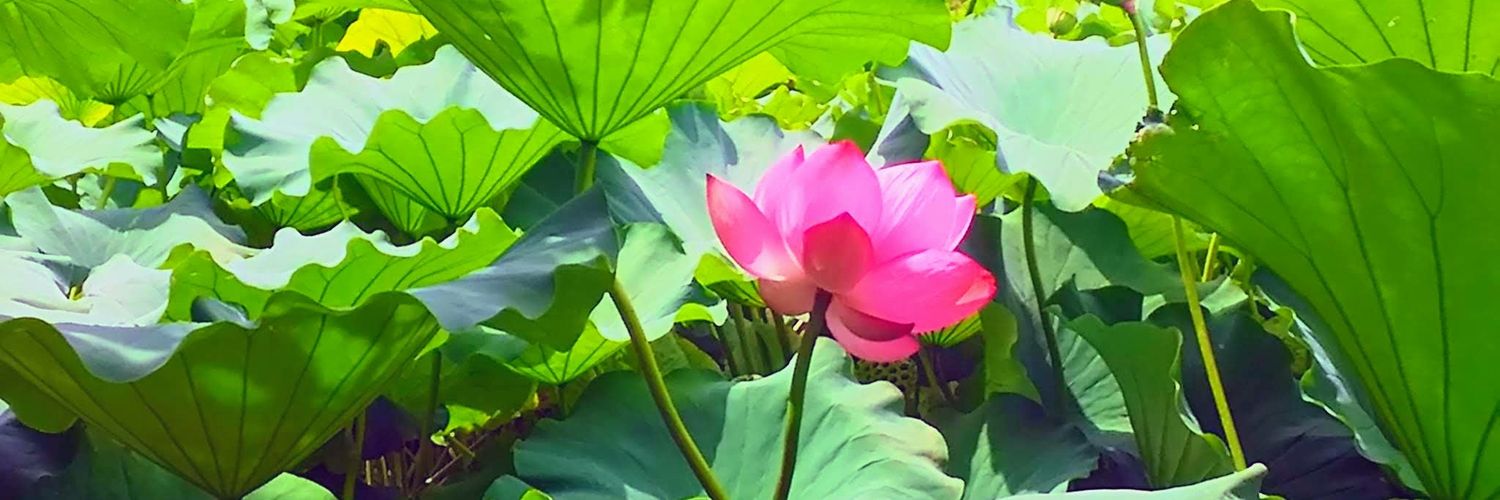 kinoco🐈‍⬛ banner