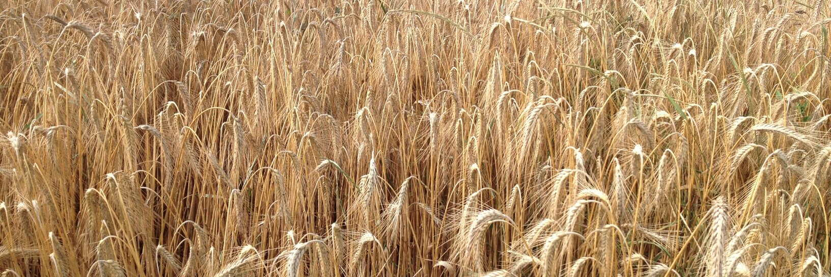 Sandra Laboucarie banner