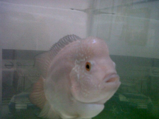 Agus Mhoeshexz banner