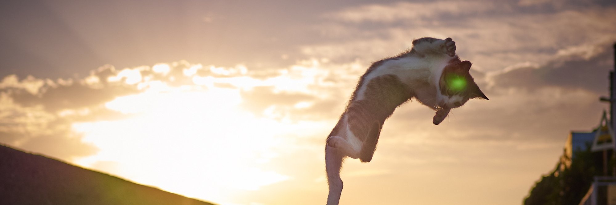 hojokook's profile banner image