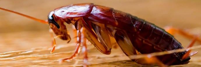 Cockroach banner