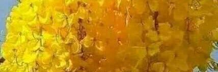 cananada100's profile banner image
