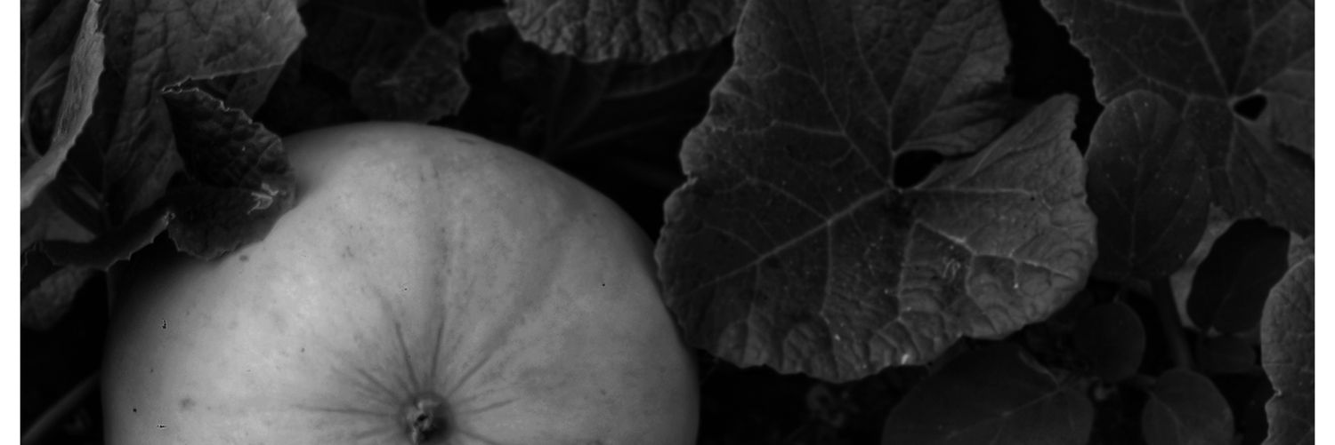 armselmer's profile banner image