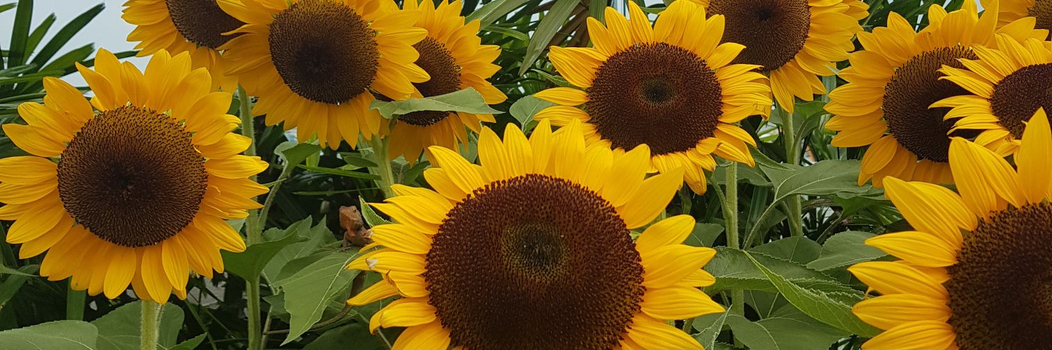 liitabasolo's profile banner image