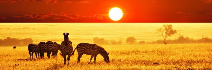 Rumbi Pfende FRSA 👩🏿‍💻 banner