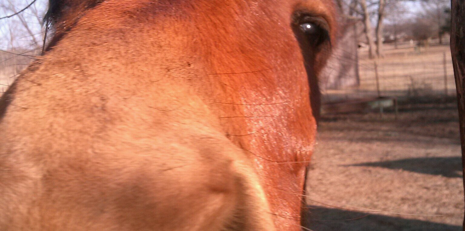 okiebaum's profile banner image