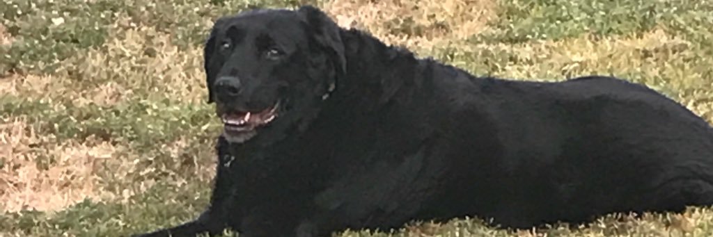 Ptpillow's profile banner image