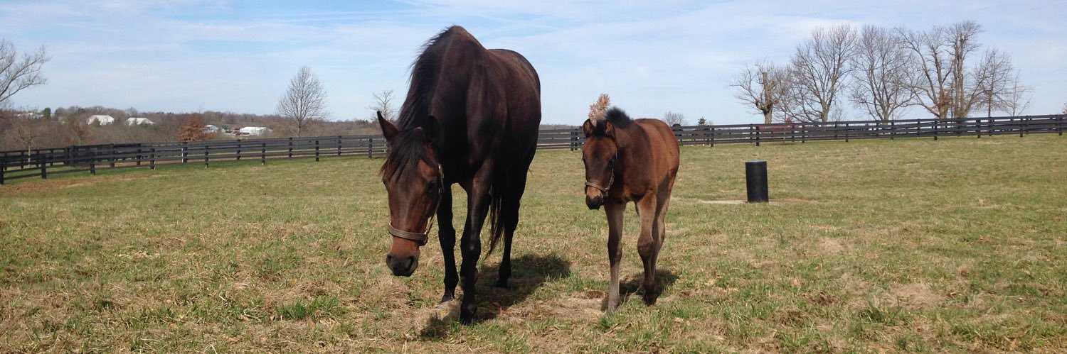 Carrie Yuemeng Hu banner