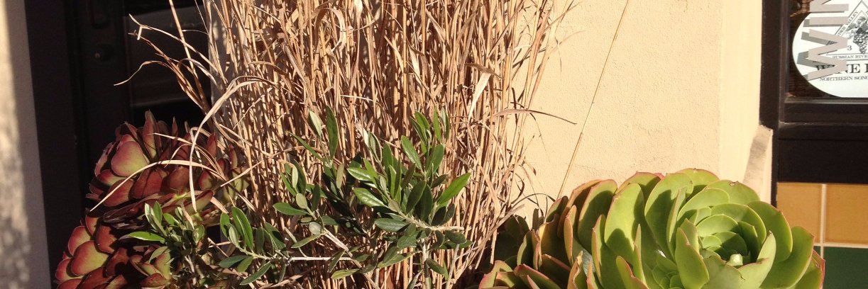 Robert Springer banner