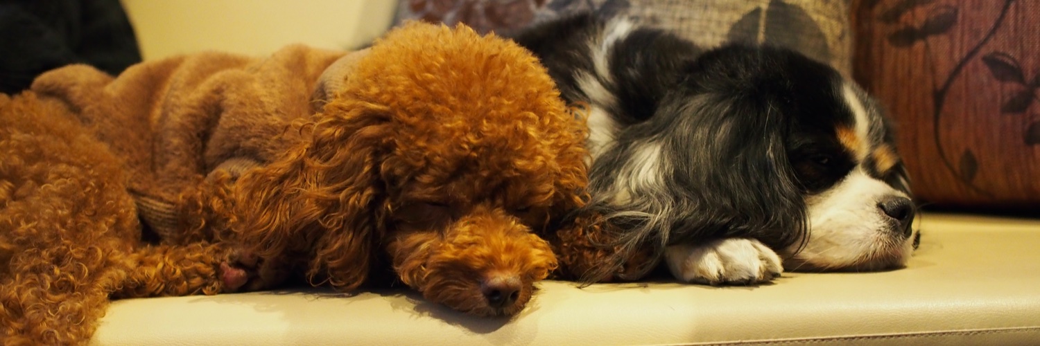 門田充宏 / Mitsuhiro Monden banner