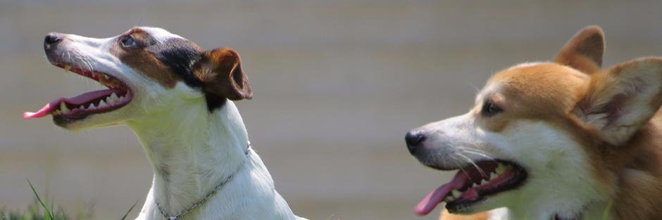 JustHappyHounds's profile banner image