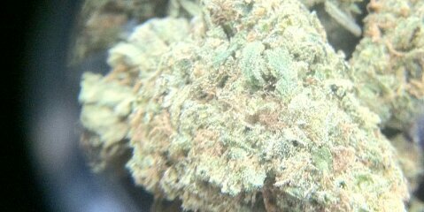 cannabiformen's profile banner image