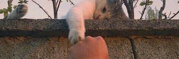 shennoying Profile Banner