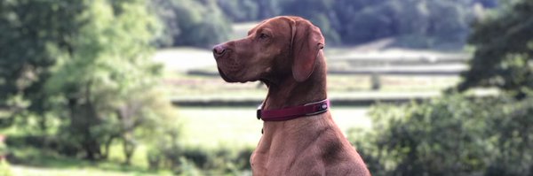 Jambonfrom Profile Banner