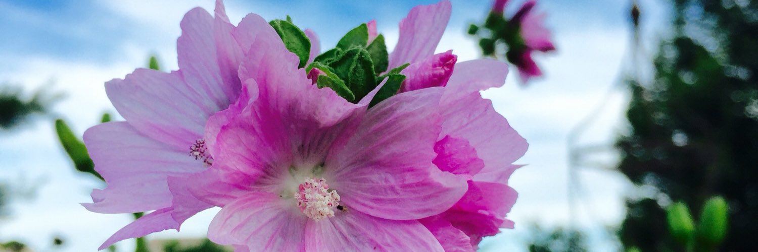 SueKammann's profile banner image