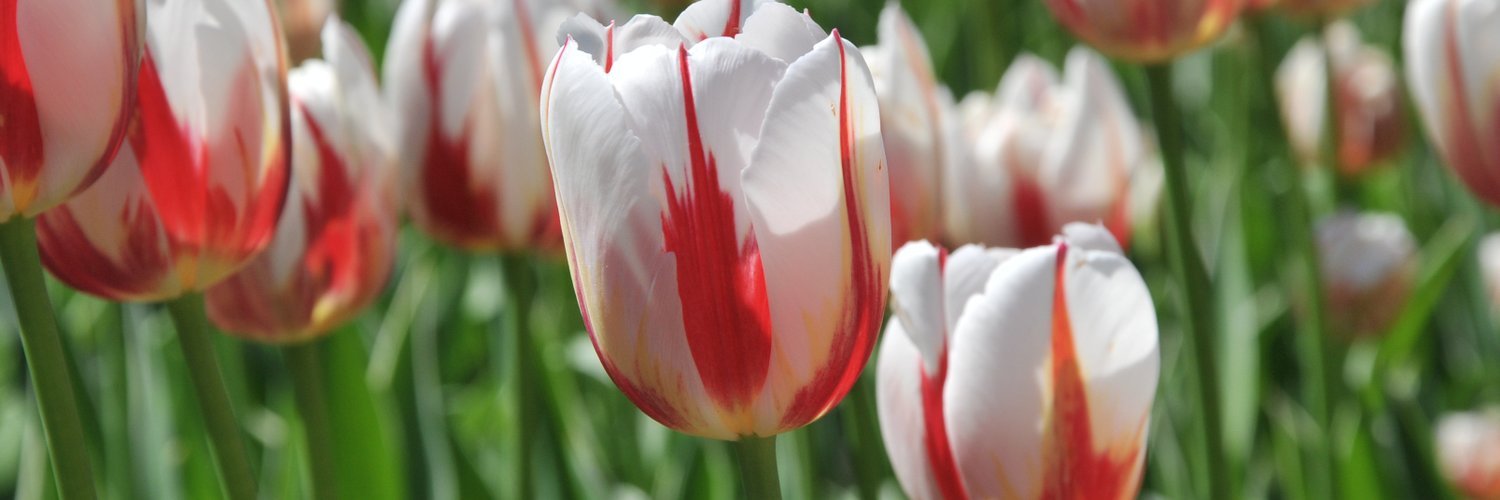 NetherlandsinToronto banner