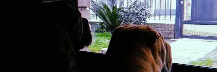 _candemansilla's profile banner image