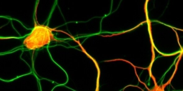 NSUBiology's profile banner image