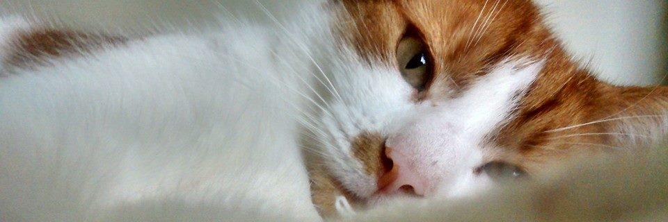 Mollycat banner