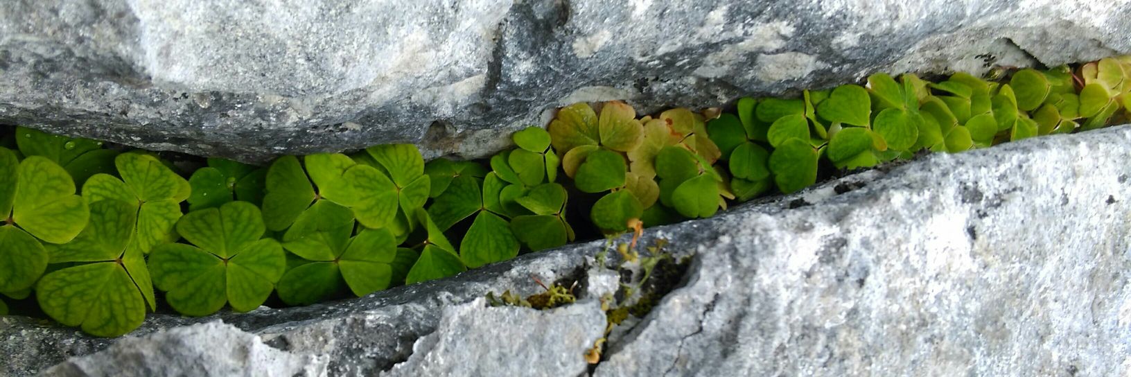 Phoebe O'Brien banner