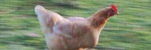 Ty_TheSloth's profile banner image