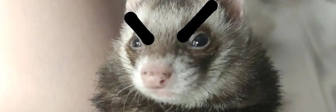 PPPPPPPPPPPPPP banner