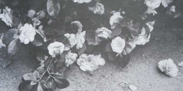 charmingdays's profile banner image
