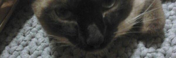 aruallaucrazy's profile banner image