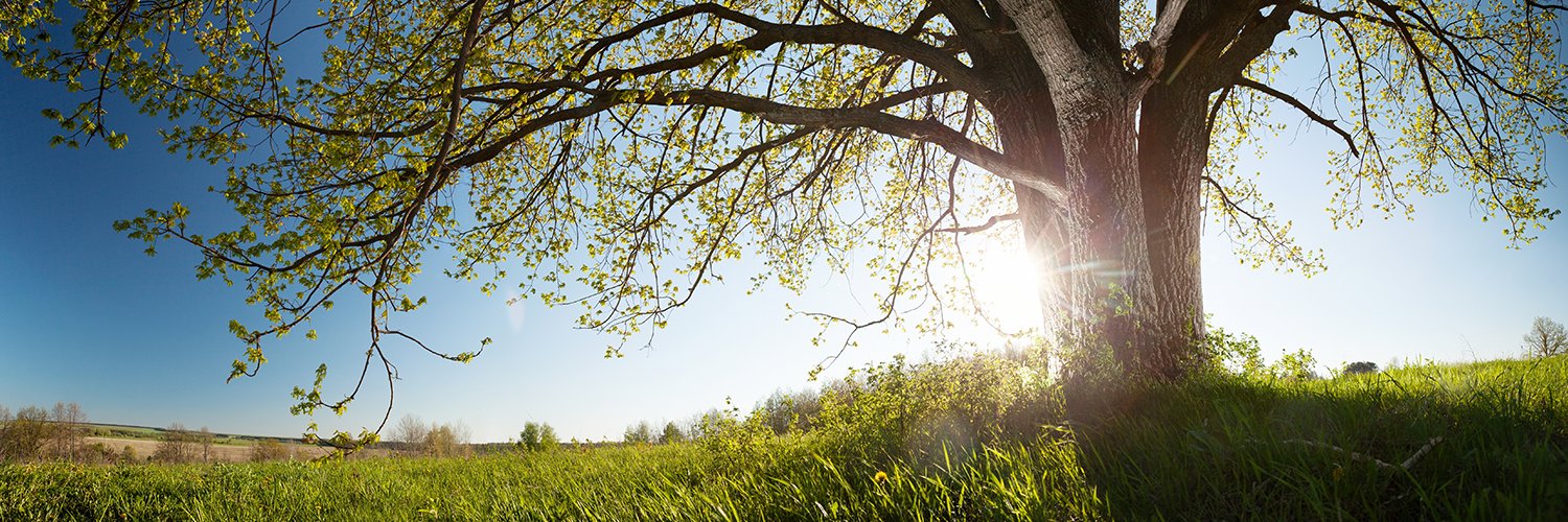 The Miles Foundation banner