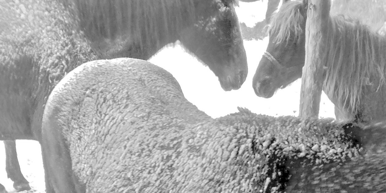 Heal With Horses banner