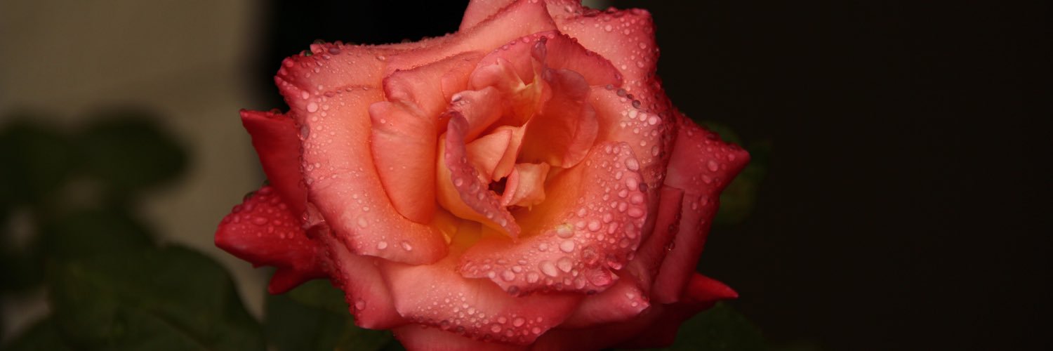 AlexAlicea331's profile banner image
