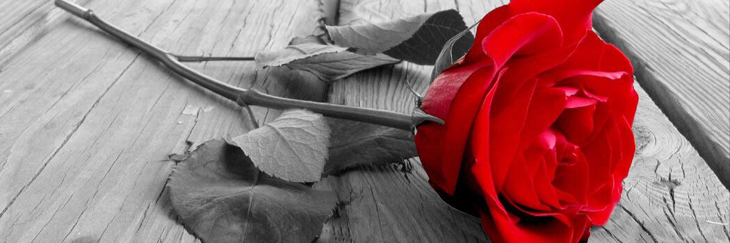latava_ford's profile banner image