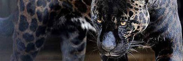 TheShade07 Profile Banner